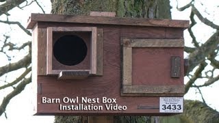 barn owl nest box placement