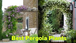best plants for pergola