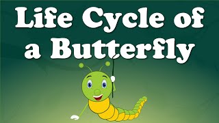 butterfly lesson plans for preschool