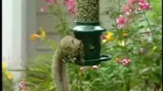 cardinal bird feeder squirrel proof