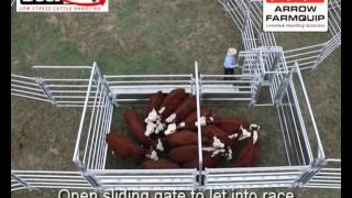cattle loading chute plans