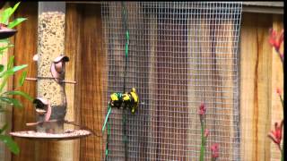 electric squirrel proof bird feeders