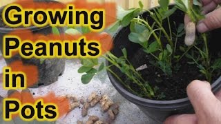 free planters peanuts