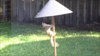 keep squirrels off squirrel feeder