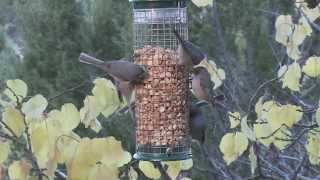 peanut bird feeder