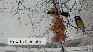 recipes bird feeder