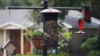 squirrel proof bird feeders on poles