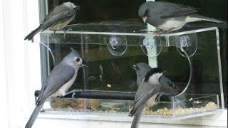 types of bird feeders reviews